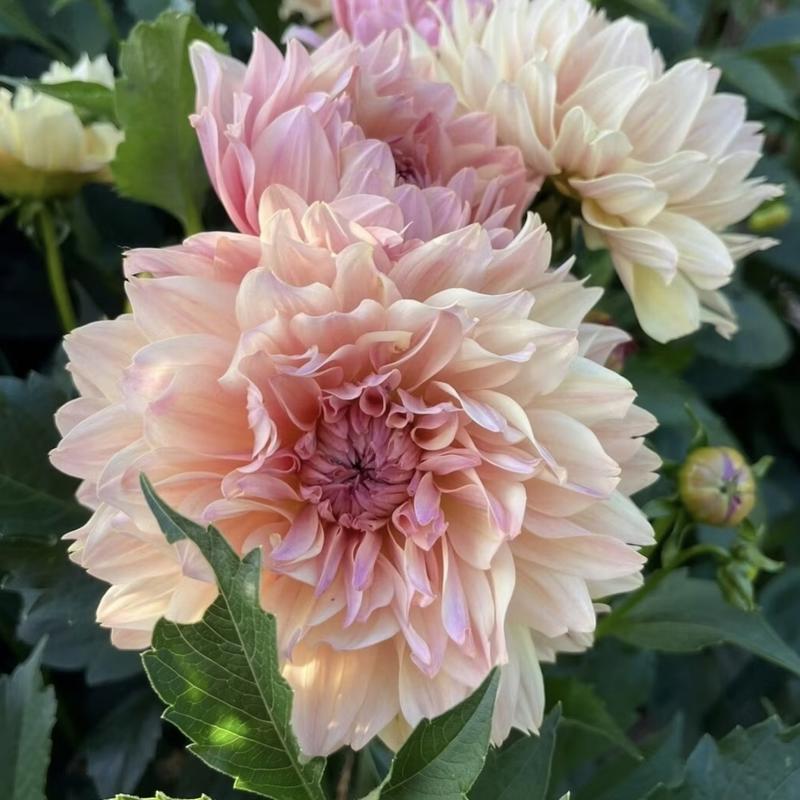 Smashing My Big White Old House