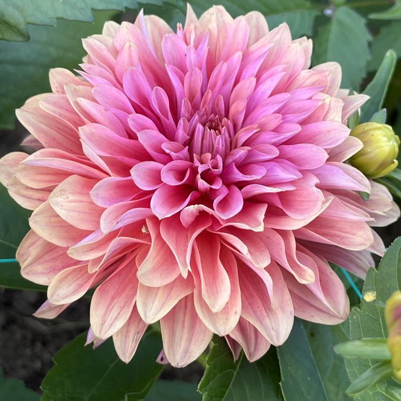 Smashing Oopsie Daisy