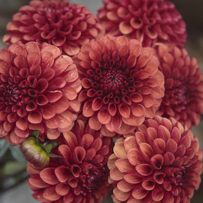 Svartnäsets Fireball