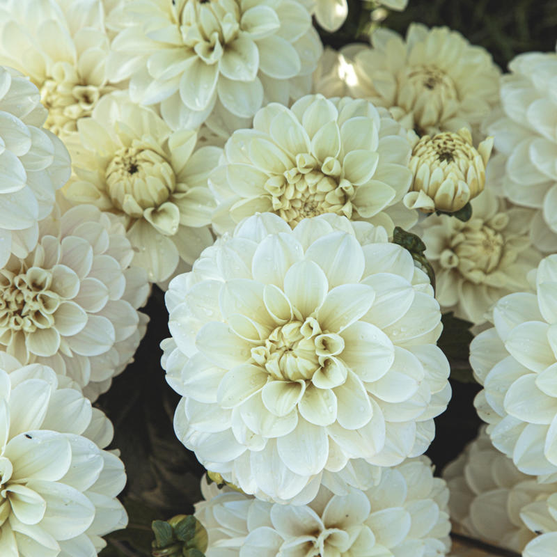 Svartnäsets Cloud nr 9