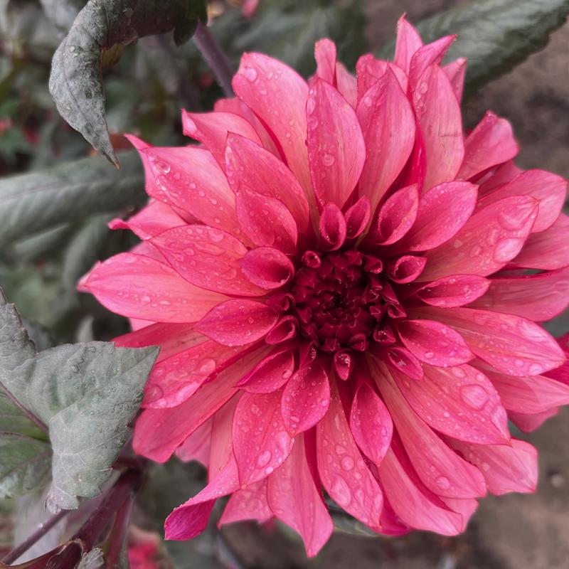 DF Karl Fredriks Mulberry