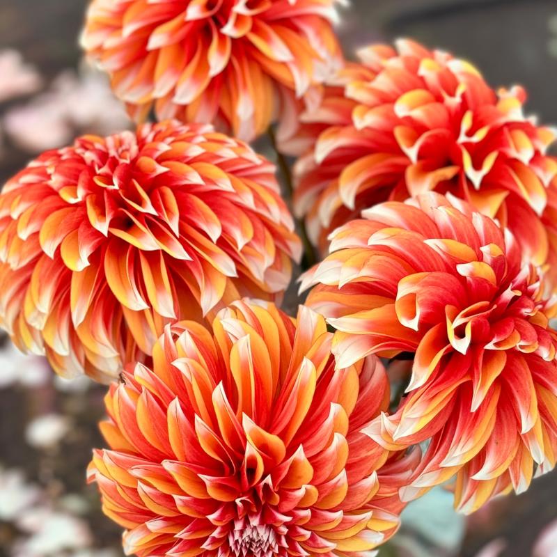 Flora´s Magic Orange