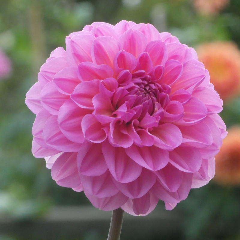 Jessi’s Pink Sapphire