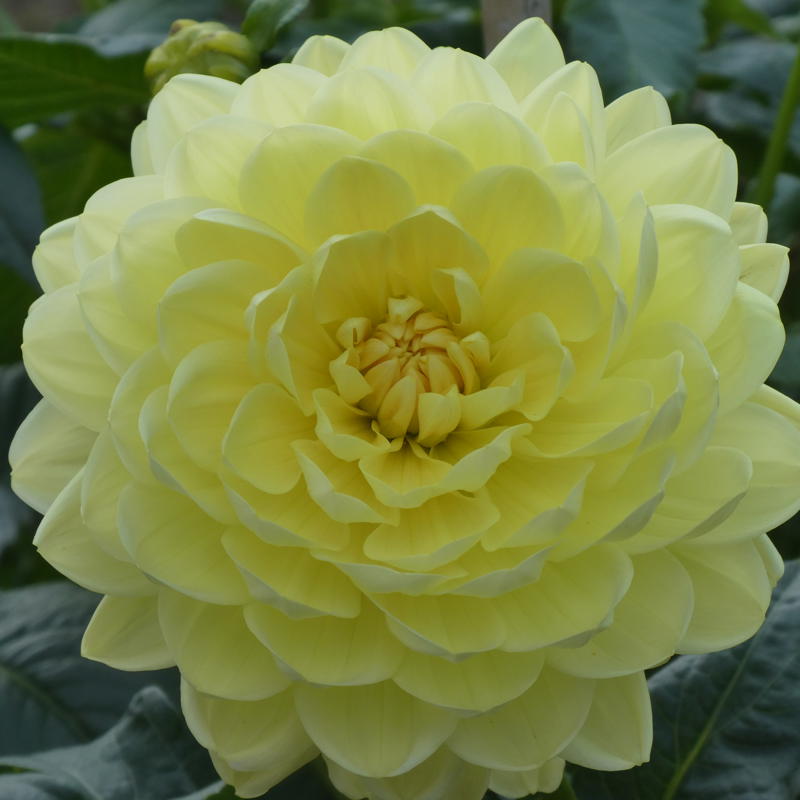 Jessi’s Lemon Curd