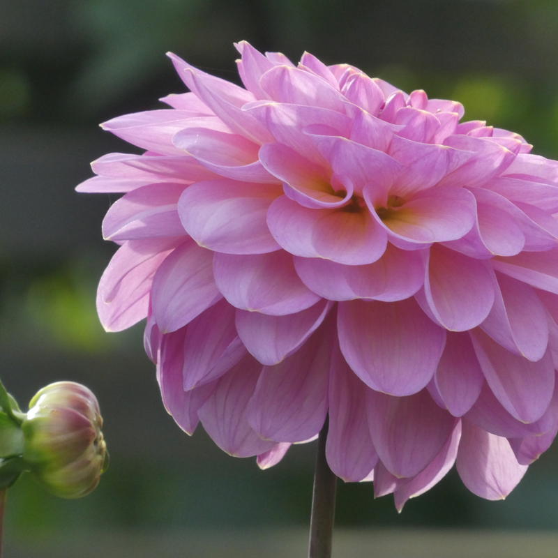 Jessi’s Morning Blush