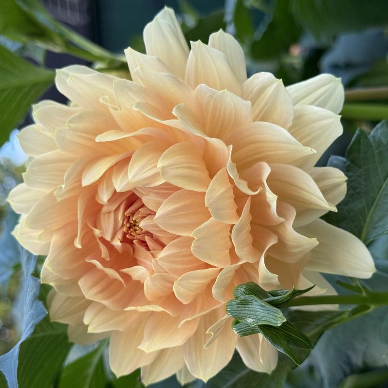 Jessi’s Creamy Apricot