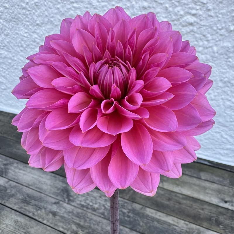 Jessi’s Pink Topaz