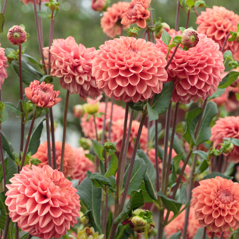 Svartnäsets® Pink Pomelo