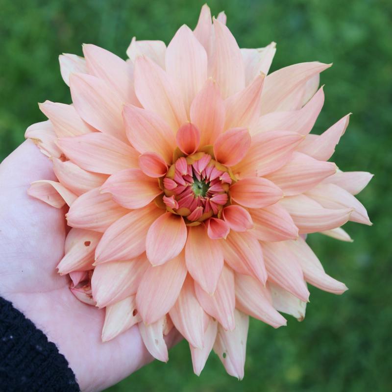 Fleurano's Sunset Swirl 