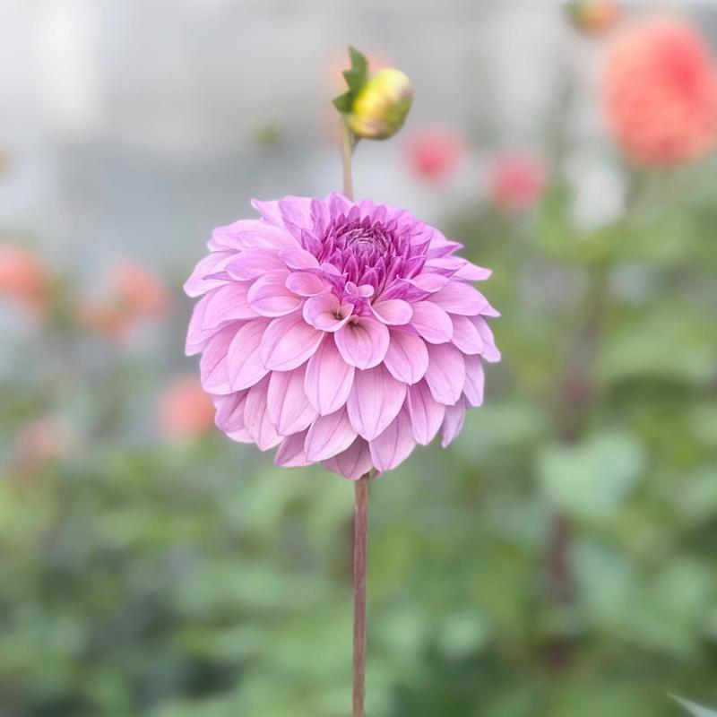 Fleurano's Violet kiss