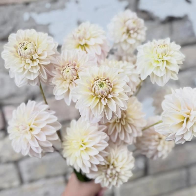 Fleurano's Ballerina 