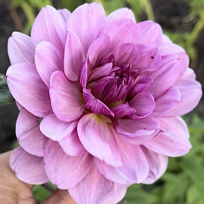 Amazing Gray Blomstrar