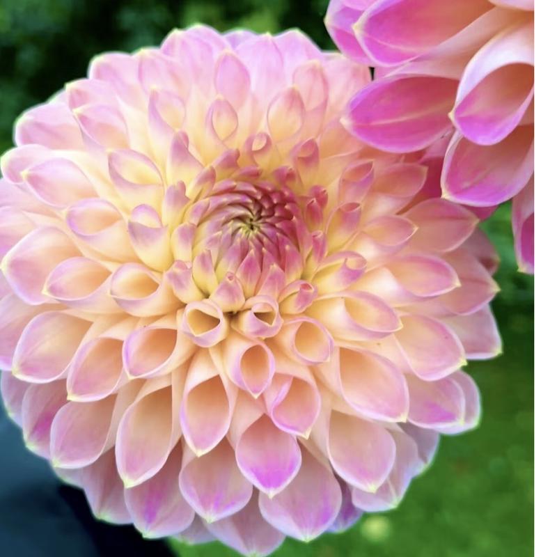 She’s a Peach Blomstrar