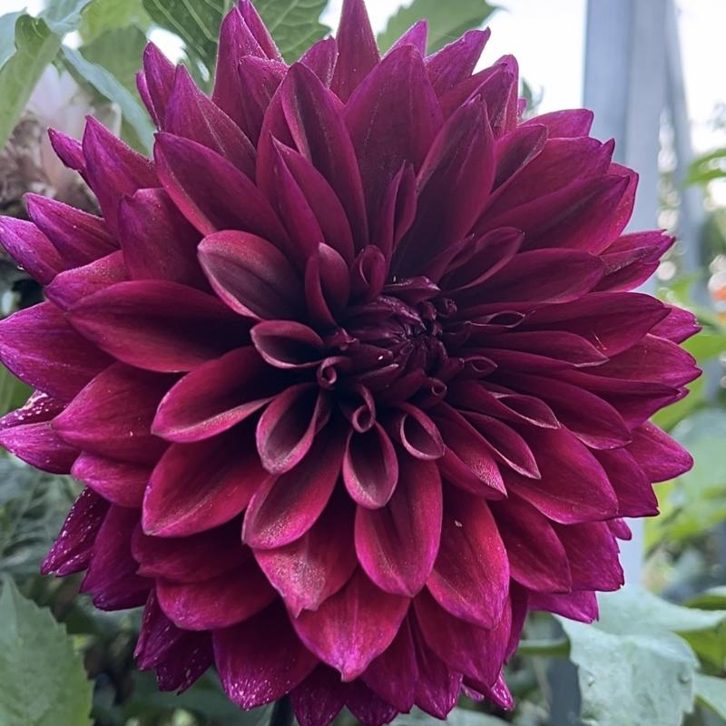 Velvet Wonder Blomstrar