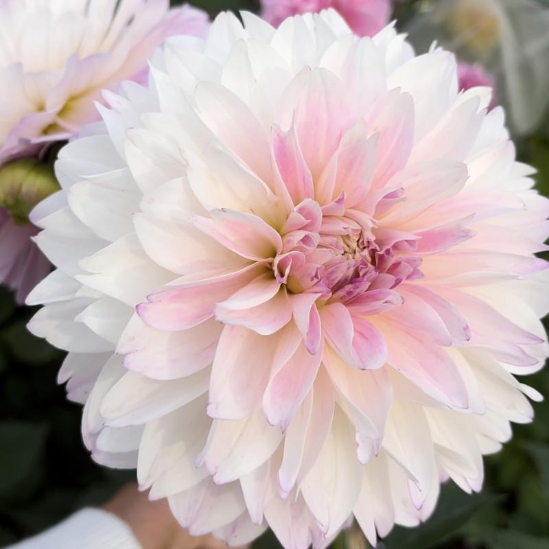 Tutu Ballerina Blomstrar