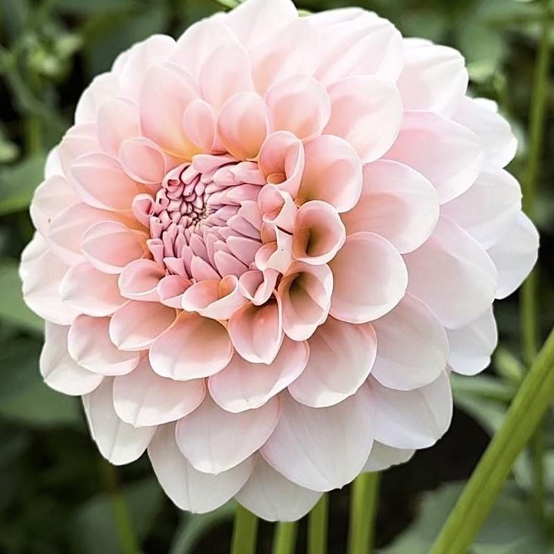 Blushing Swede Blomstrar