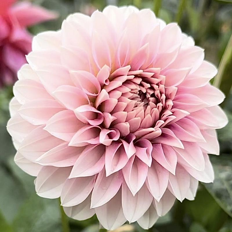 Lilla Lollo Blomstrar