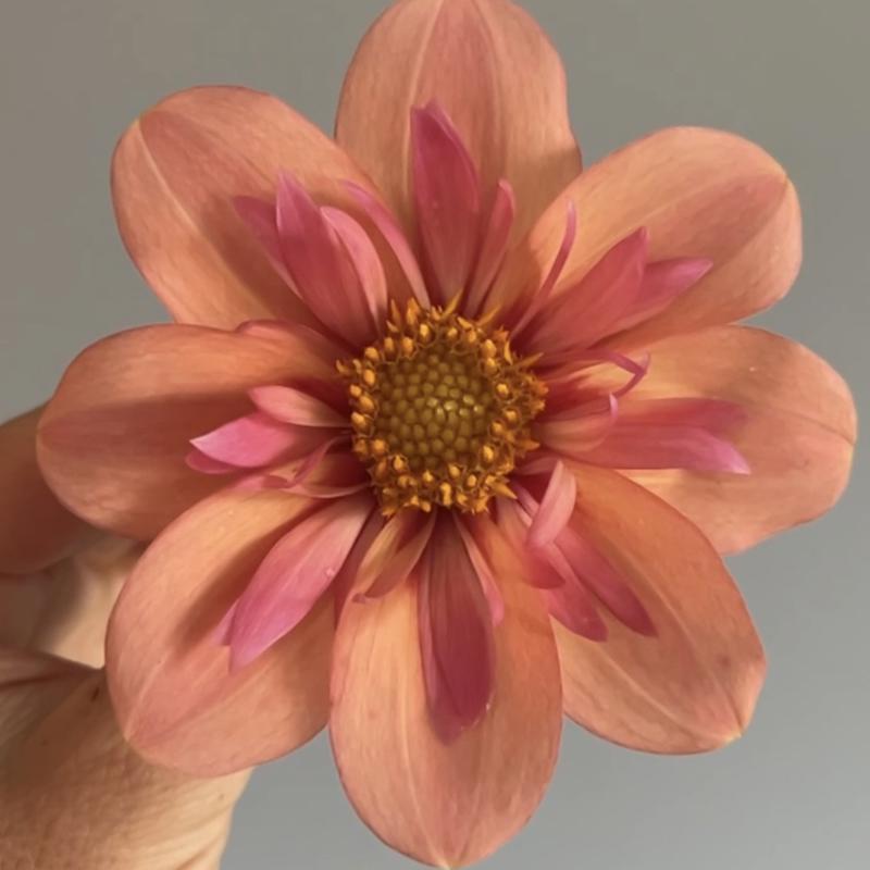 Desert Sun Blomstrar