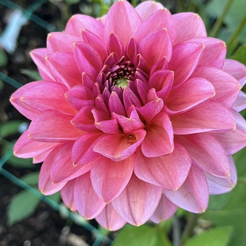 Sweet Treat Blomstrar