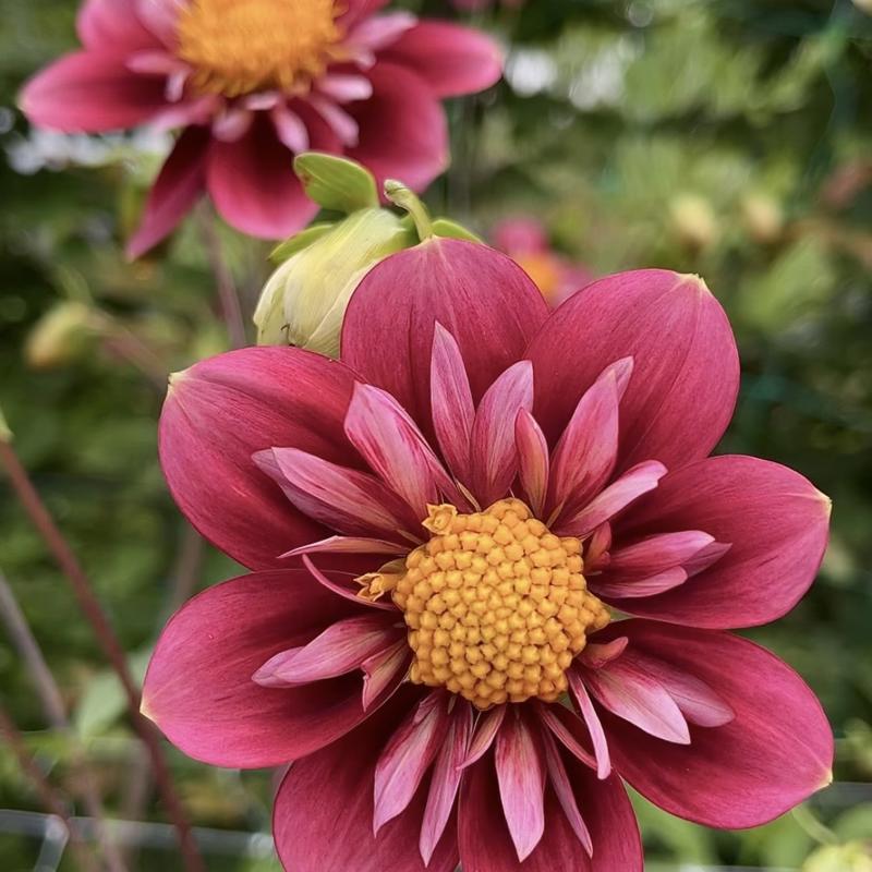 My Cherry Pie Blomstrar 