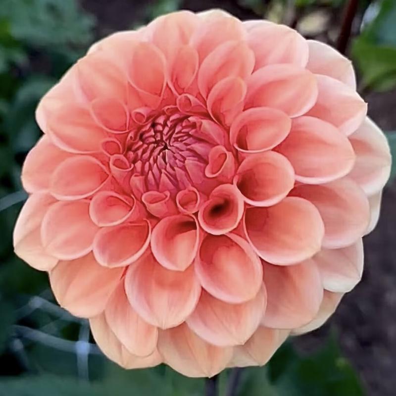 Pinch me Pretty Blomstrar