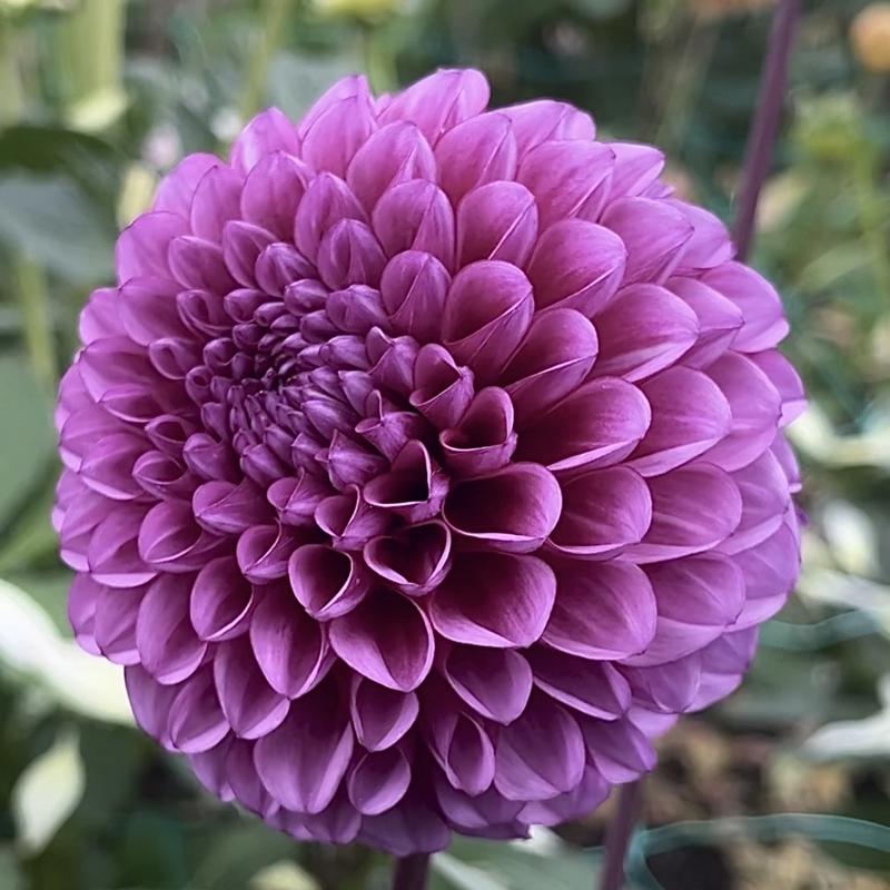 Very Berry Blomstrar