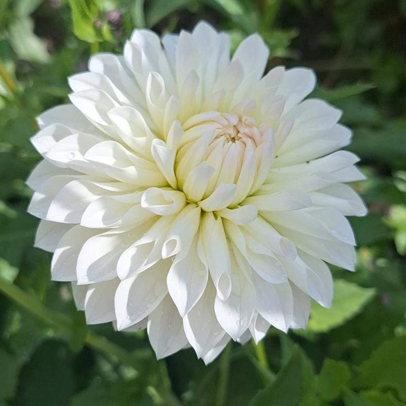 Cognitas Cotten Blush 