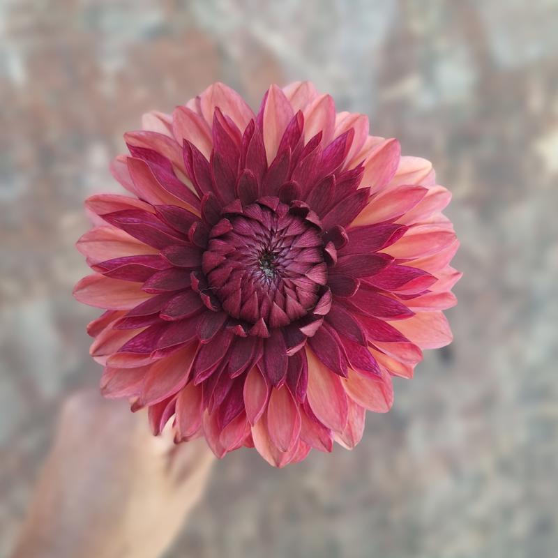 Cognitas Chim Chim Cher-ee 