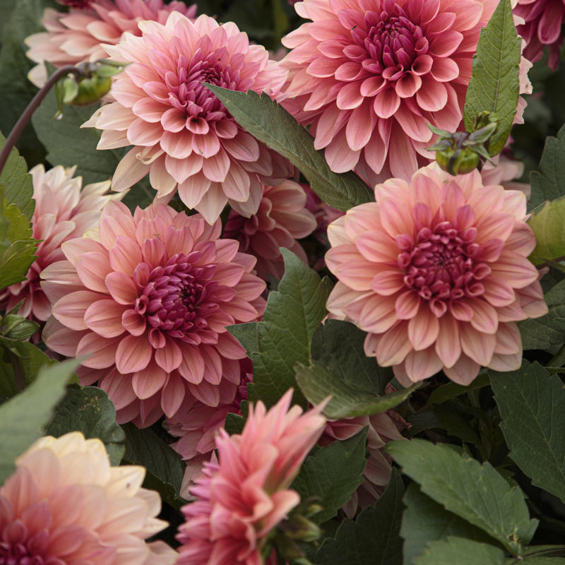 Svartnäsets Charmed