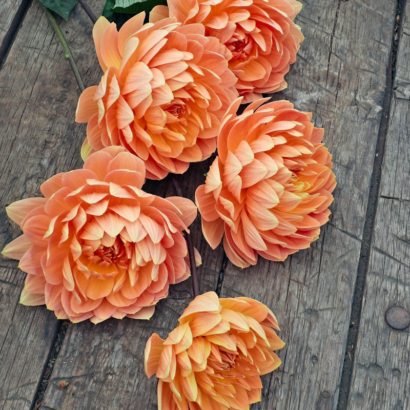 Petal's Aurea Aurora 