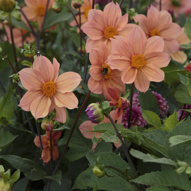 Svartnäsets Simplicity