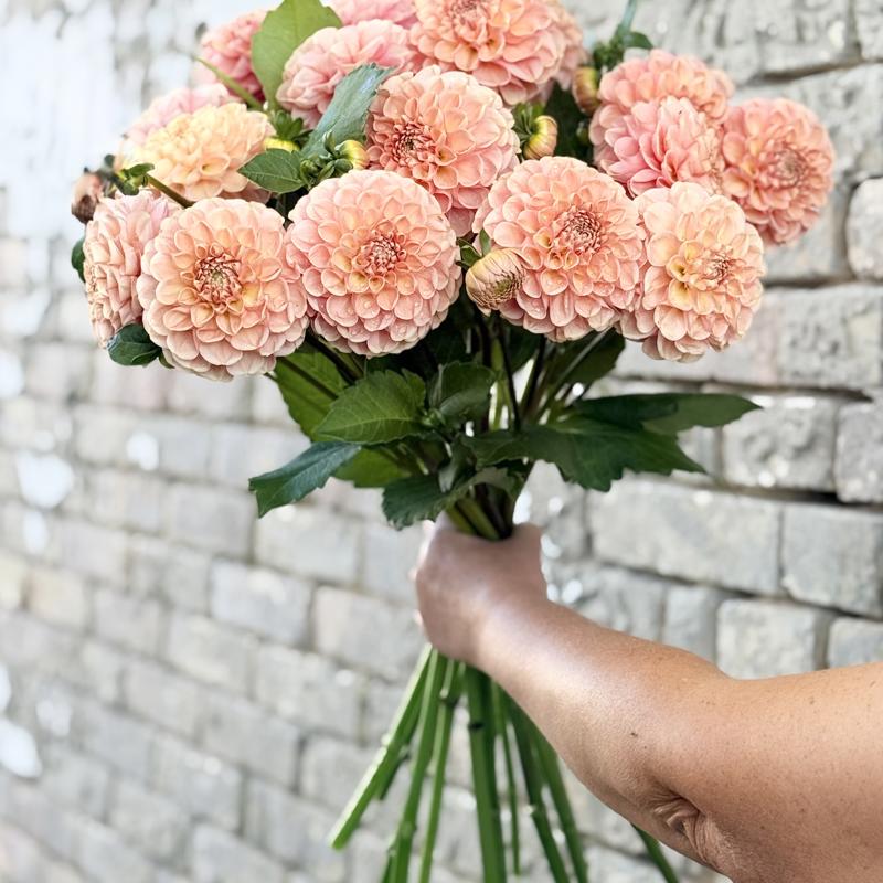 Skättilljungas Miela