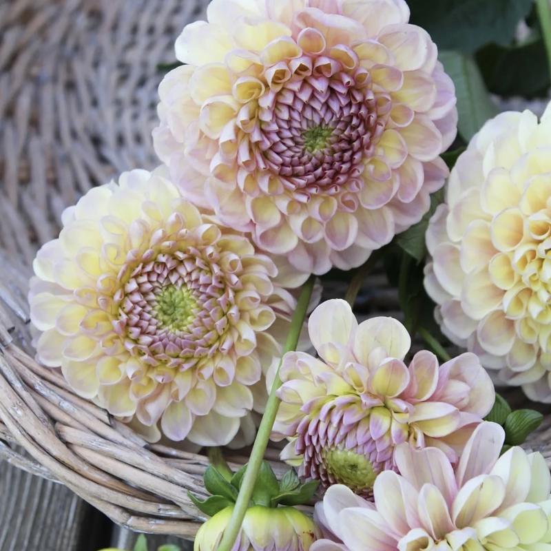 Skättilljungas Lilac Lullaby