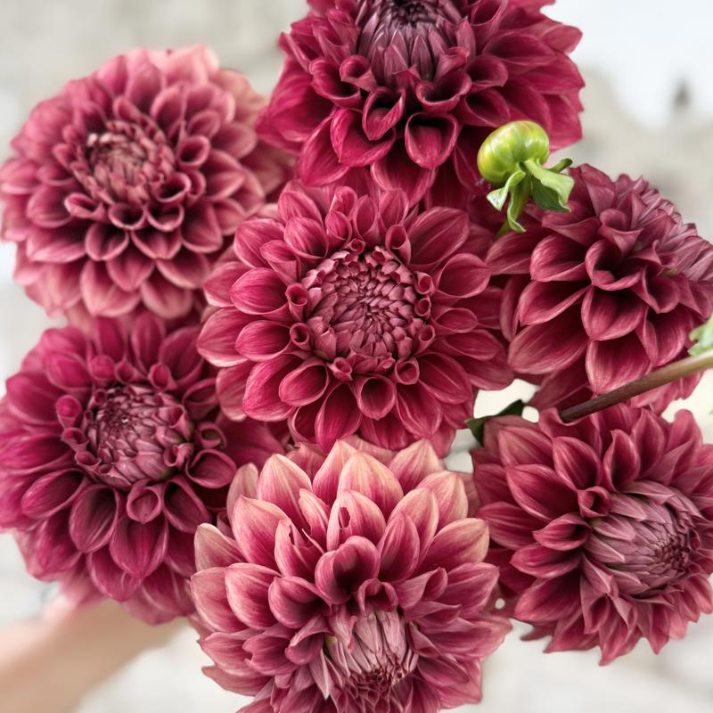 Skättilljungas Midnight Ember