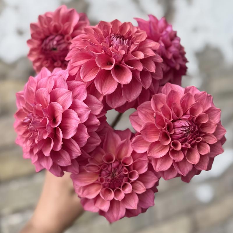 Skättilljungas Rosewood Mist