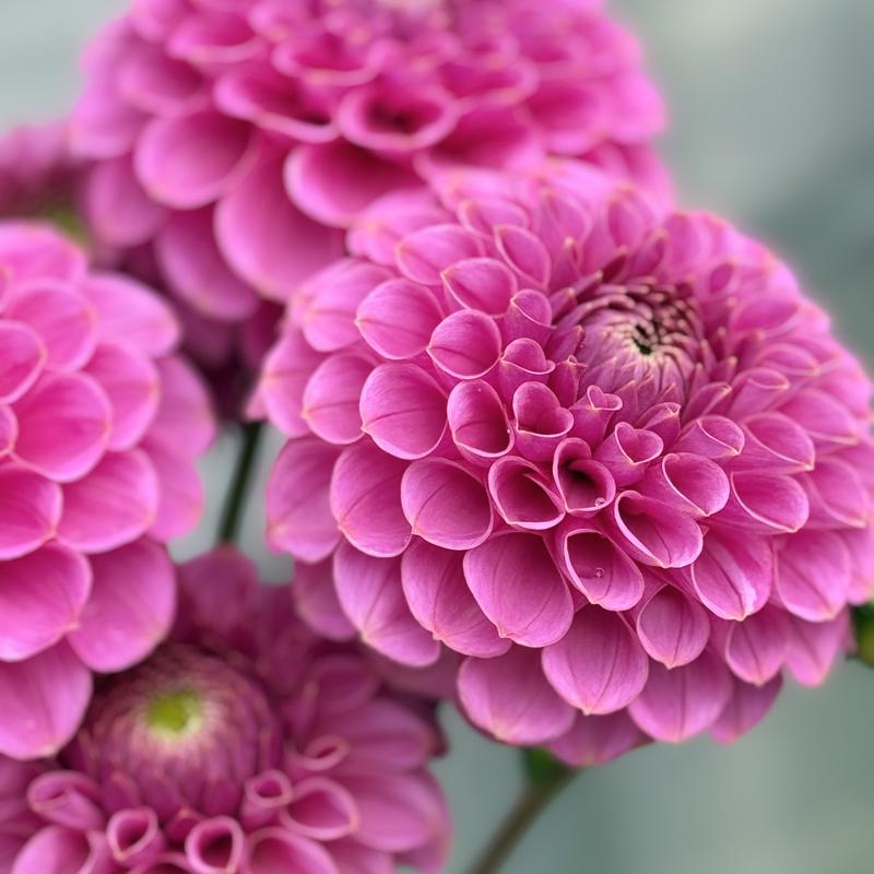 Skättilljungas Auric Orchid