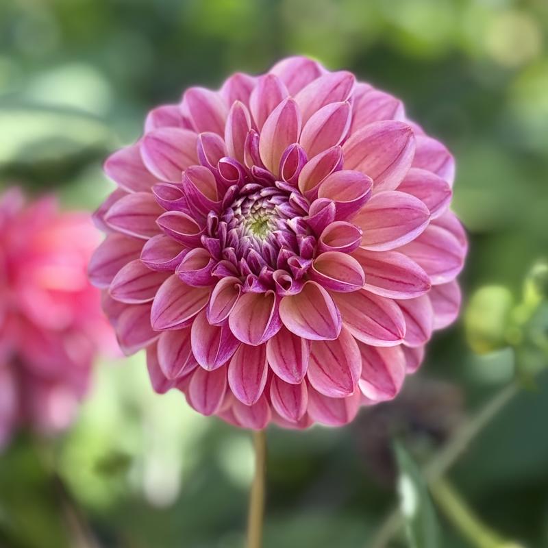 Skättilljungas Peach Serenade 