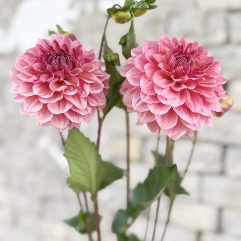 Skättilljungas Viva Fiora