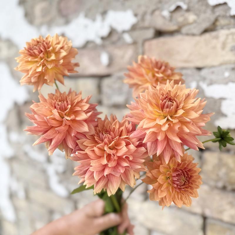 Skättilljungas Tawny Twirl