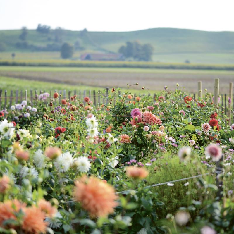 Dahliafarmen på Österlen