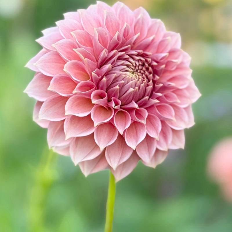 Skättilljungas Blomster 