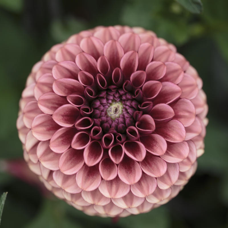 Svartnäsets Dahlior