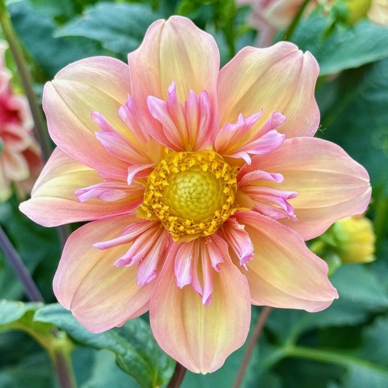 Trädgårdstid ”TeTe”